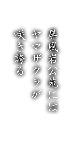 屏風岩公苑にはヤマザクラが咲き誇る