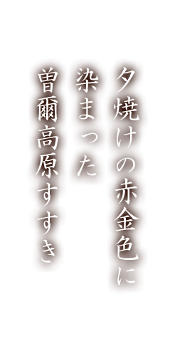 夕焼けの金色色に染まった曽爾高原すすき